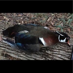 Meet your Posher, Juan